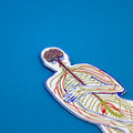 Close-up of a white nervous system-shaped bookmark showing the brain and nerve pathways through the upper body, on a blue background.